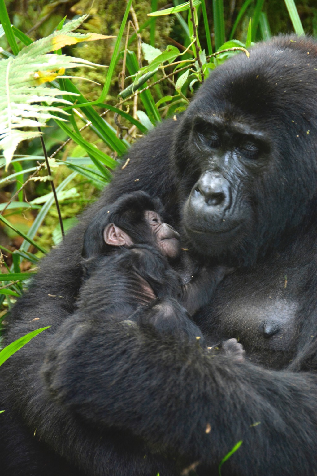 Rondreis Uganda Gorilla