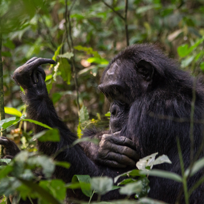 Chimpanseepermit Budongo Forest