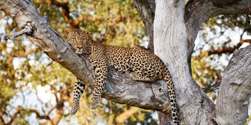 Groepsrondreis Zambia, Malawi en Tanzania