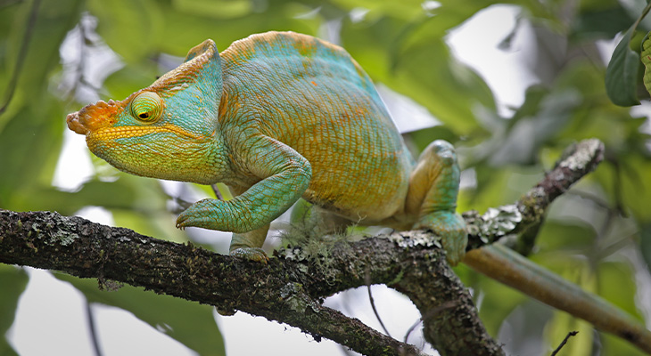 Ranomafana Nationaal Park