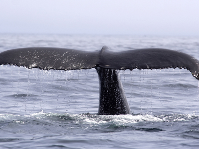 Route IJsland Winter - Day 7