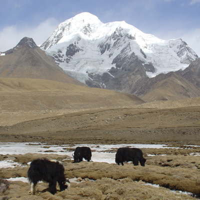 Yaks grazen op de hoogvlakte met besneeuwde Himalaya-bergen in Tibet en Nepal op de achtergrond.