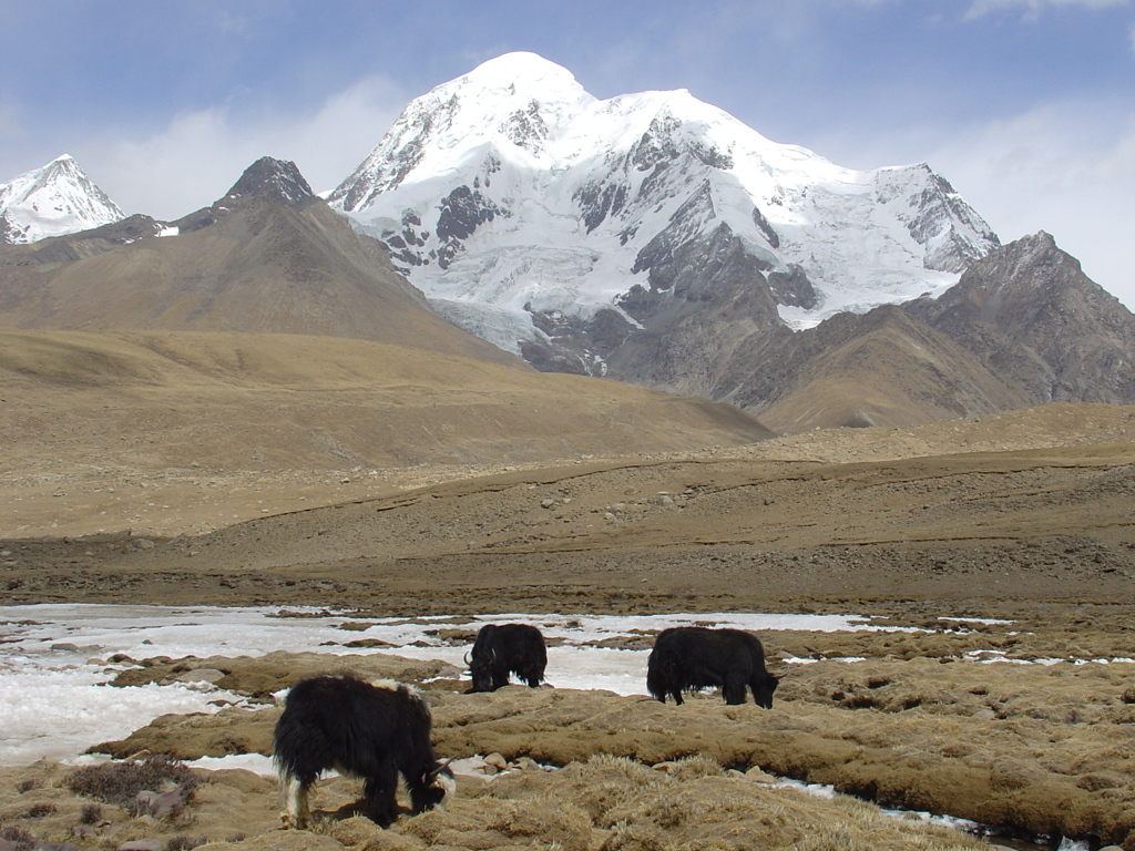 Yaks grazen op de hoogvlakte met besneeuwde Himalaya-bergen in Tibet en Nepal op de achtergrond.