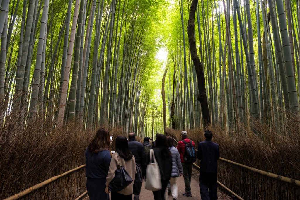 Bamboo Arashiyama