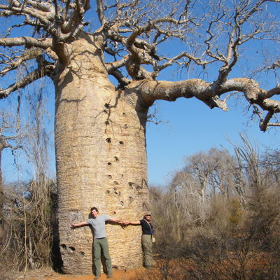 Baobab - Madagascar