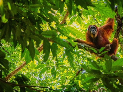 Route Maleisisch Borneo, 23 dagen - Dag 6