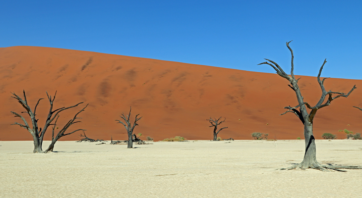 Dode bomen in Deadvlei in Namibie