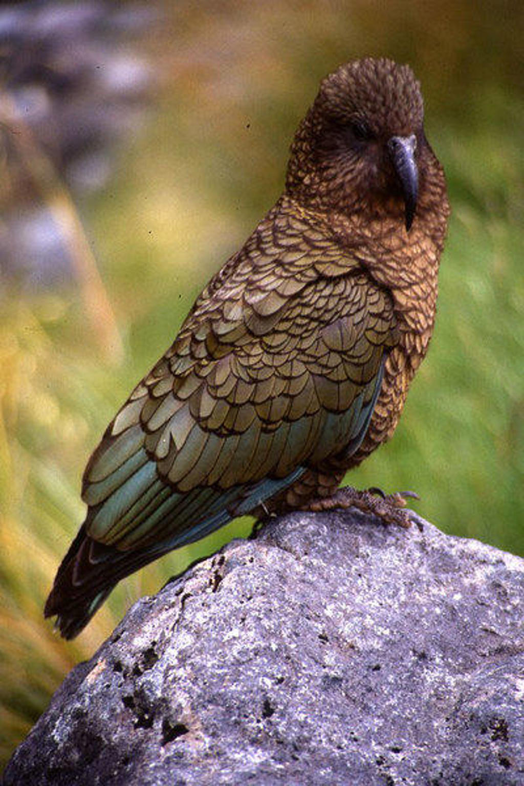 Kea (Nieuw-Zeelandse bergpapegaai) op een rots in de natuur van Nieuw-Zeeland.