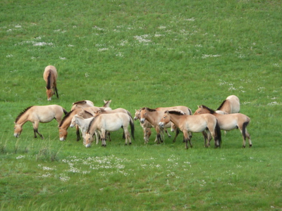 Route Mongolië, 23 dagen - Dag 5