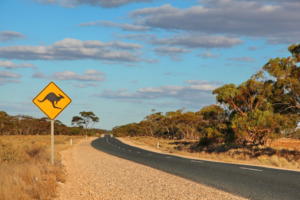 Opgelet: kangoeroes!