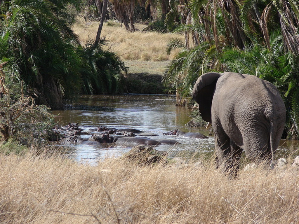 main_Kenia_-_Tanzania_-_dieren__173_.jfif