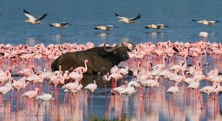 lake-nakuru lake-nakuru