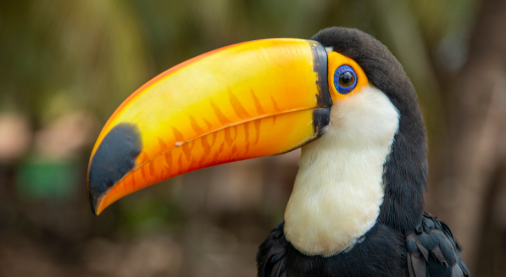 Toekan Rurrenabaque & Nationaal park Madidi Toekan Rurrenabaque & Nationaal park Madidi