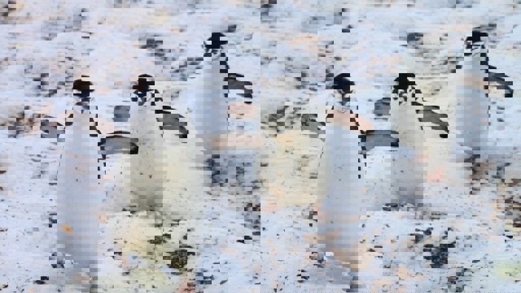 main_chinstrap-penguins.jpg