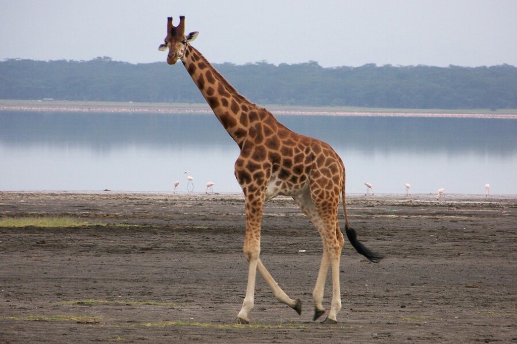 main_Kenia_-_Lake_Nakuru__32_.jpg
