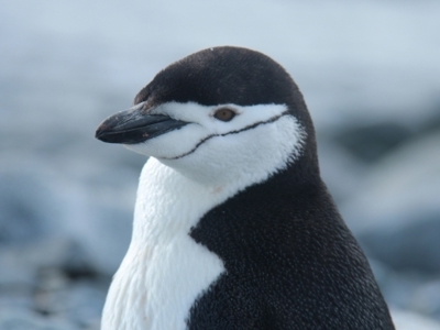 Route Antarctica: Crossing the Circle, 14 dagen - Dag 7