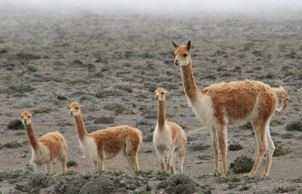 EAF - Chimborazo vicunas.jpg