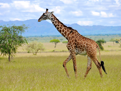 Route 22-35 Kenia & Tanzania, 20 dagen - Day 7