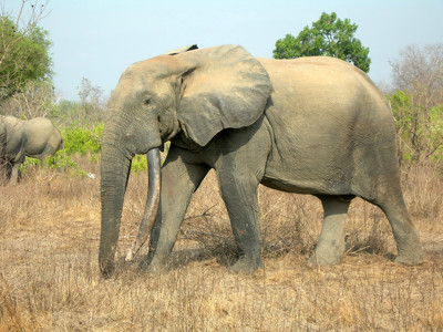 Afrikaanse olifant in savannelandschap tijdens safari.