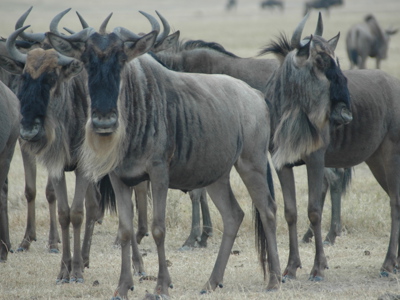 Route Kenia, 16 dagen - Day 4