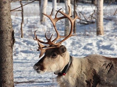 Lapland Winter familiereis - Day 6