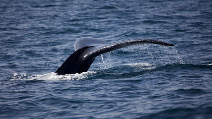 Walvis in de Plettenbergbaai