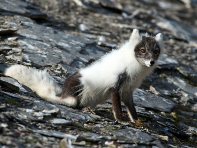 Spitsbergen 15 dagen - Dag 3