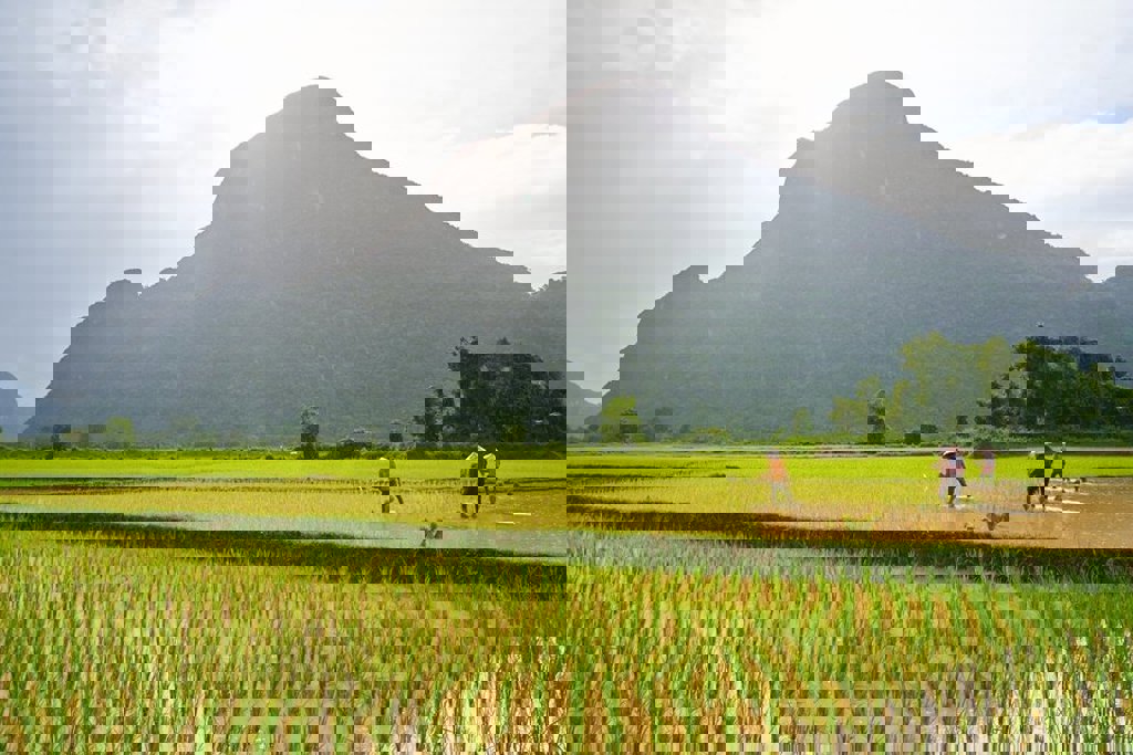 main_Vang_Vieng_Ricefields.jpg