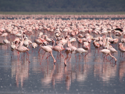 Route Kenia en Tanzania, 19 dagen - Dag 6