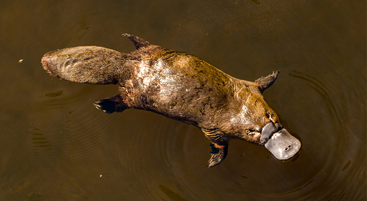 Vogelbekdier Vogelbekdier