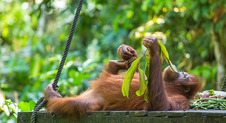 Puur Sawadee project Maleisisch Borneo Puur Sawadee project Maleisisch Borneo