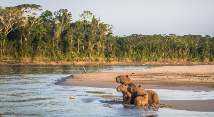 Manu National Park in Peru
