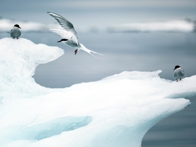 Aberdeen naar Spitsbergen, 15 dagen - Dag 10