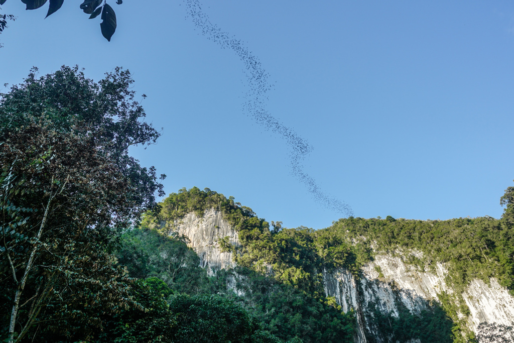Familiereis Maleisisch Borneo Mulu park
