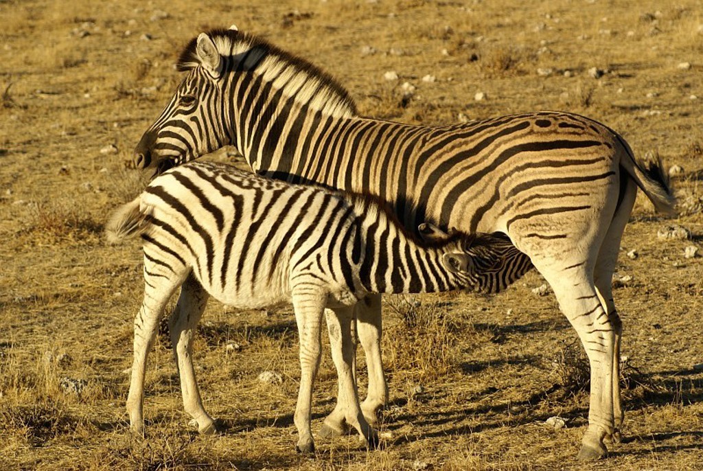 13_Etosha.JPG