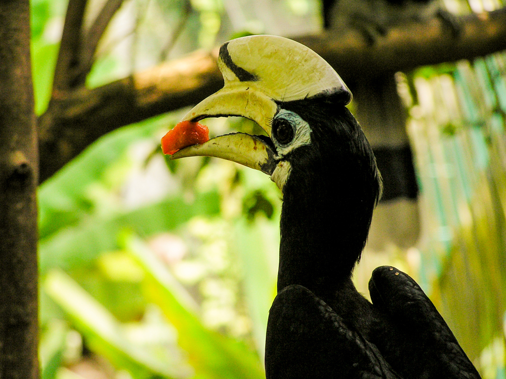 MSF neushoornvogel-2.jpg