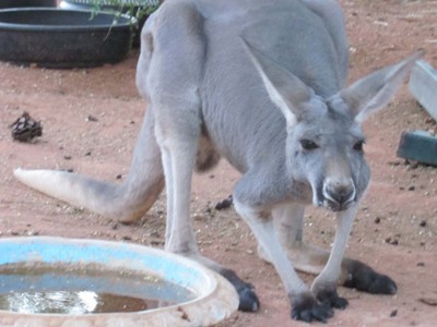 Route Australië kampeer- & hotelreis, 21 dagen - Day 10