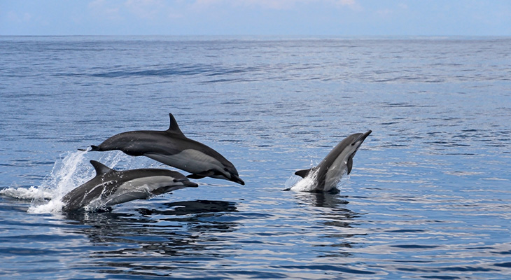 Bezoek geen dierenshows en -gevechten