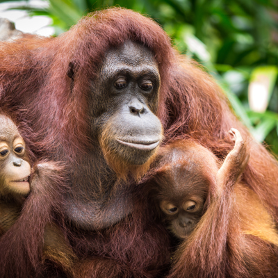 Rondreis Maleisisch Borneo Orang oetan