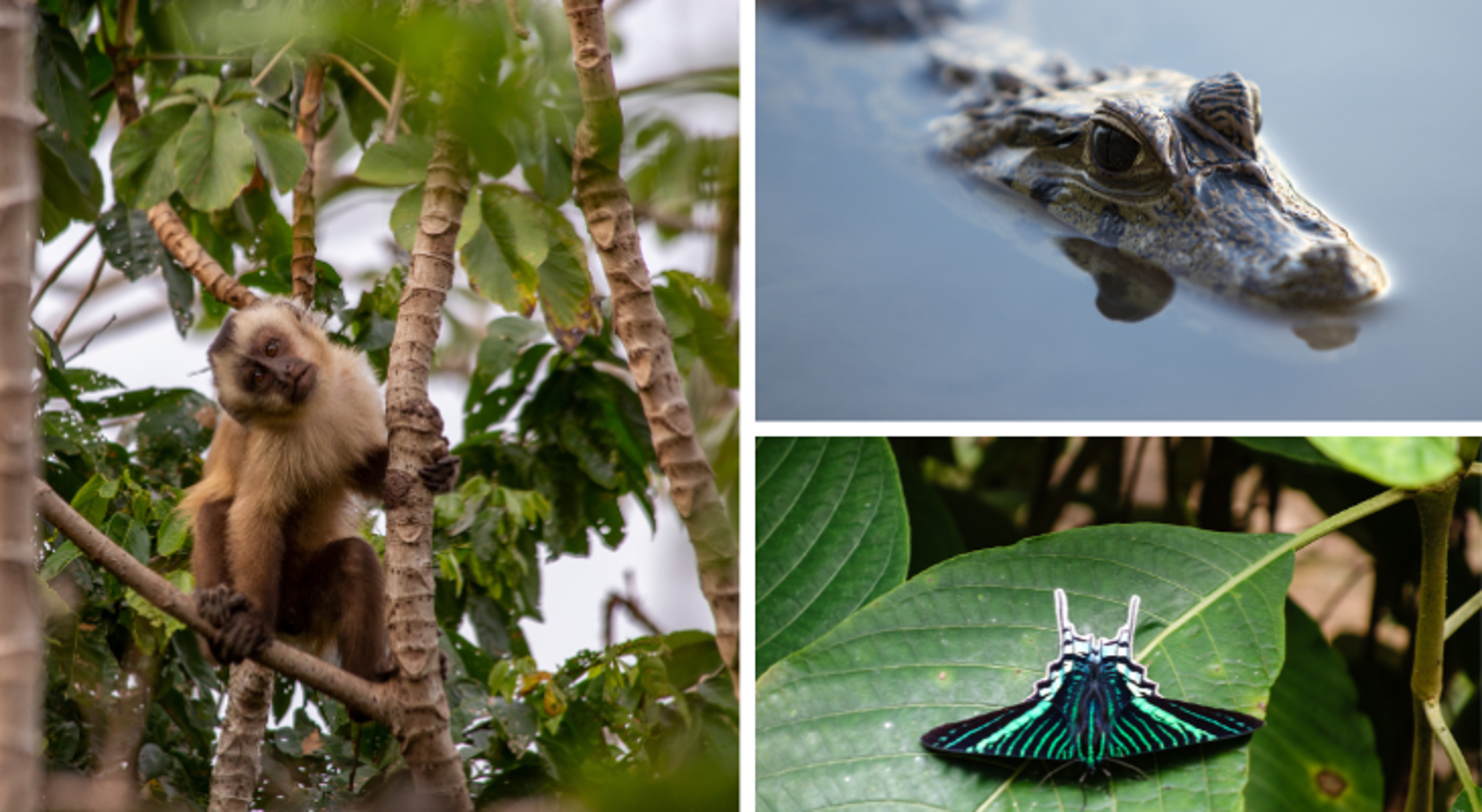 Dieren Rurrenabaque & Nationaal park Madidi Dieren Rurrenabaque & Nationaal park Madidi