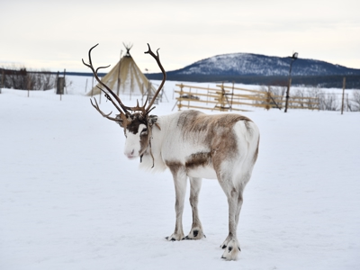 Route 7 daagse reis Zweden en Noorwegen - Dag 2