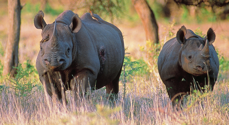 Neushoorns in Chitwan Nationaal Park, Nepal Neushoorns in Chitwan Nationaal Park, Nepal