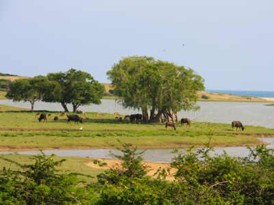 Route Sri Lanka reis, 17 dagen - Day 12