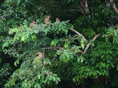 Route Maleisisch Borneo, 21 dagen - Dag 6