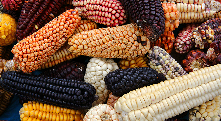 Puur Sawadee project Mexico Puur Sawadee project Mexico