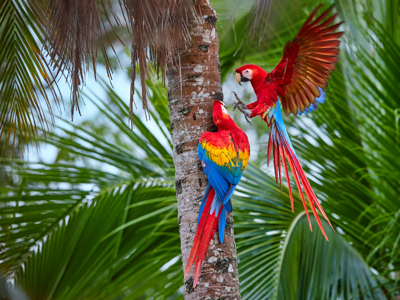 Route Peru inclusief Amazone, 24 dagen - Day 21