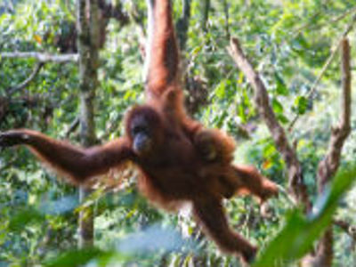 Route Sumatra, Java en Bali, 23 dagen - Day 3