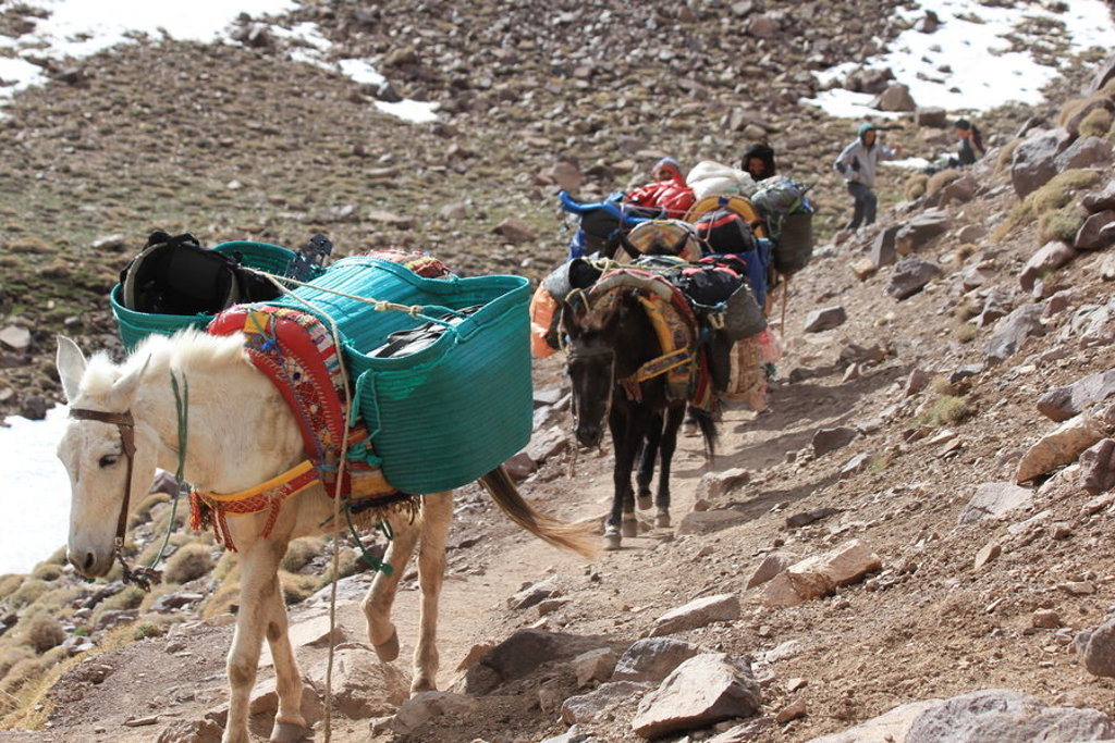 main_TMM_Donkeys_transport_luggage__Imlil__Toubkal_national_park_shutterstock_371908330.jpg