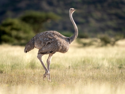 Kenia, Tanzania en Zanzibar, 22 dagen - Dag 3