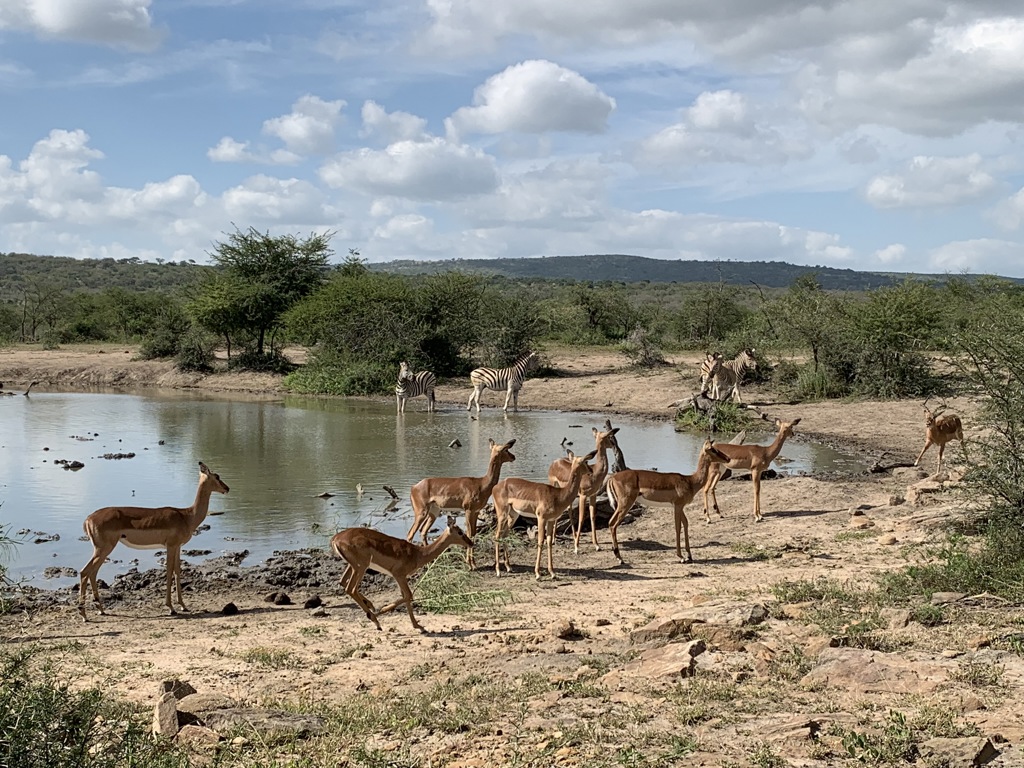 Hluhluwe Natinaal Park Game Drive (3)